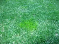 010.webp