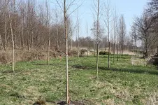 allee3.webp