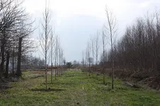 allee1.webp