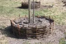 obstbaumkoerbe 3.webp