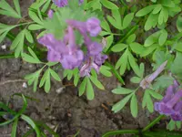 DSC04127.webp