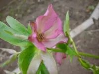 DSC04124.webp