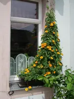 IMGP0010.webp