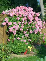 unbekannte Kletterrose.webp unbekannte Kletterrose.webp
