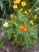 DSCN7518.webp
