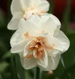 IMG_8611(1).webp