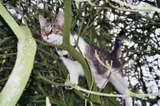Taubenjagd.webp