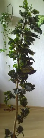 Wunderbaum1.webp