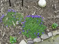 April 020.webp