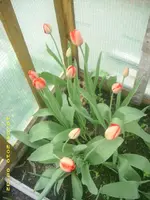 JD800004.webp