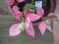 Bild 003.webp
