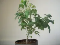 PICT0058.webp