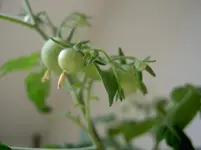 PICT0060.webp