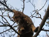 6.April - Katzen im garten 1.webp