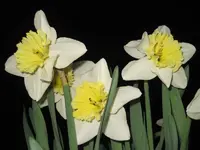 Narzissen.webp