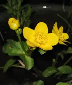 Sumpfdotterblume.webp