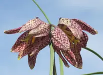 Schachbrettblume1.webp