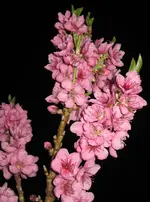 Nektarinenblüten.webp