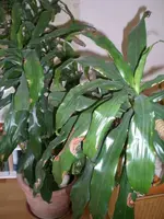 CIMG6288_1.webp
