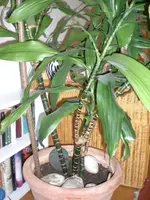CIMG6289_1.webp