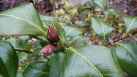 K800_Kamelie.webp