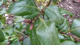 K800_Kamelie 2.webp