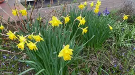K800_Frühling 004.webp