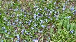 K800_Scilla.webp