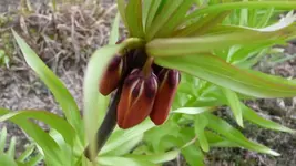 K800_Kaiserkrone.webp