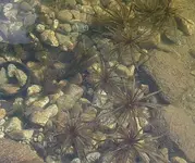Krebsschere NACH Teilweasserwechsel_klein.webp
