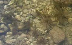 Krebsscheren vor Teilwasserwechsel_klein.webp