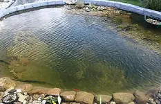 Teilwasserwechsel im Folienteich_klein.webp