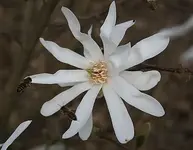Bienenanflug auf Sternmagnolie.webp