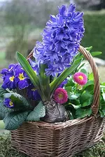 blaue Hyazinthe im Osterkorb.webp