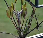 Clematistriebe.webp