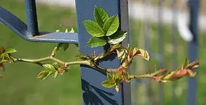Maigoldtriebe.webp