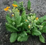 Riesenprimel.webp