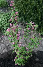 Zierjohannisbeere.webp