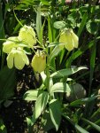 Fritilaria pallidíflora.JPG