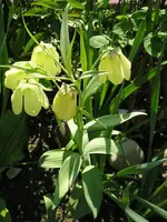 Fritilaria pallidíflora.webp