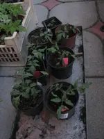 Tag 30_227.webp