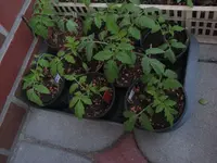 Tag 30_228.webp