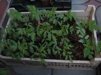 Tag 30_229.webp