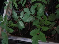 Tag 30_232.webp
