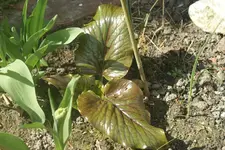 DSC02539.webp