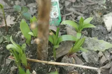DSC02540.webp