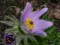 DSCI0851.webp