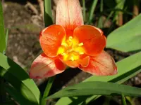 DSCI0852.webp