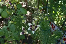 DSC00225.webp