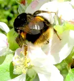 Bumblebees v.webp